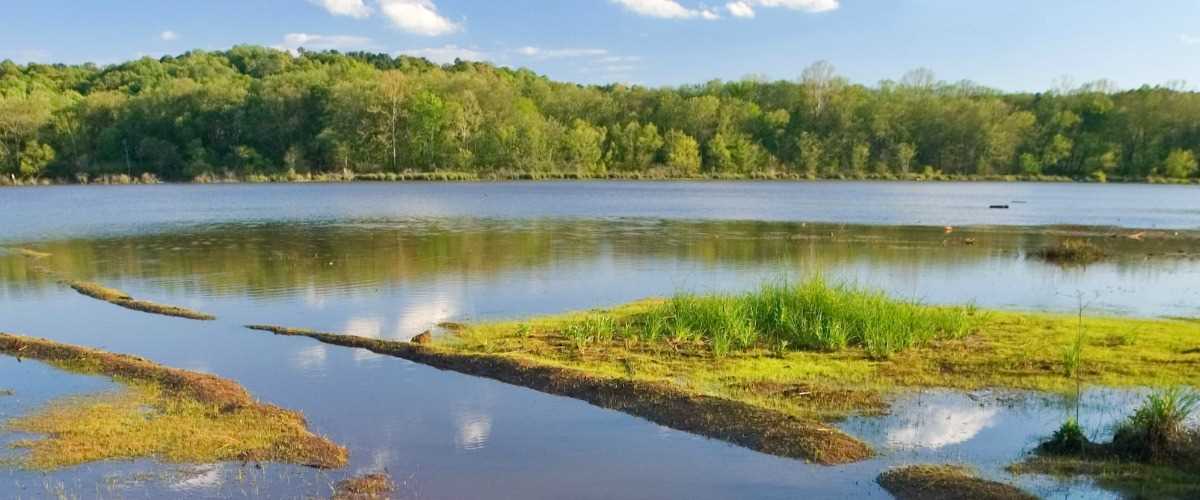 Southeast Wetlands Initiative